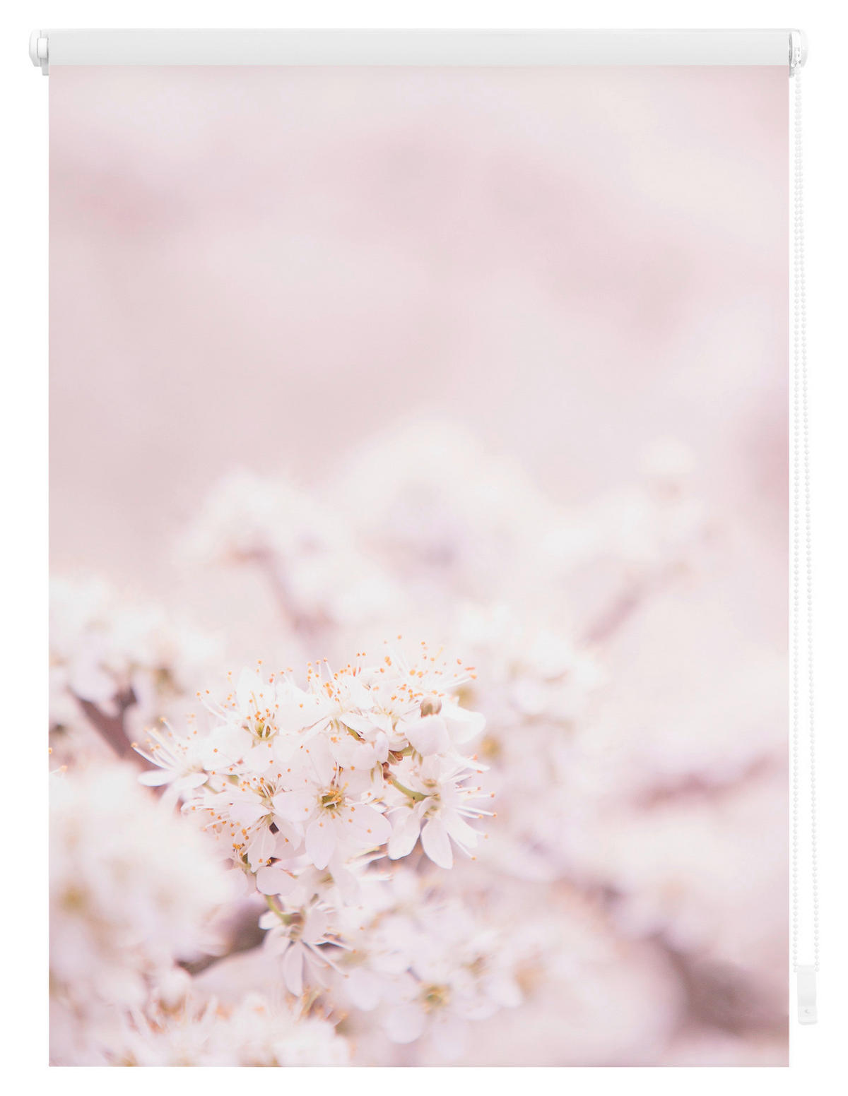 Rollo Kirschblüten rosé B/L: ca. 60x150 cm Kirschblüten - weiß/rosé (60,00/150,00cm) - LICHTBLICK
