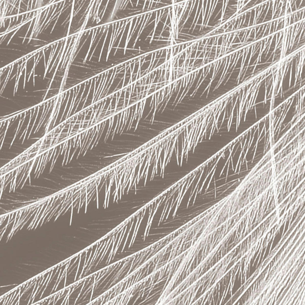 Komar Fototapete Federstern B/L: ca. 300x250 cm Federstern - (300,00/250,00cm) - Komar