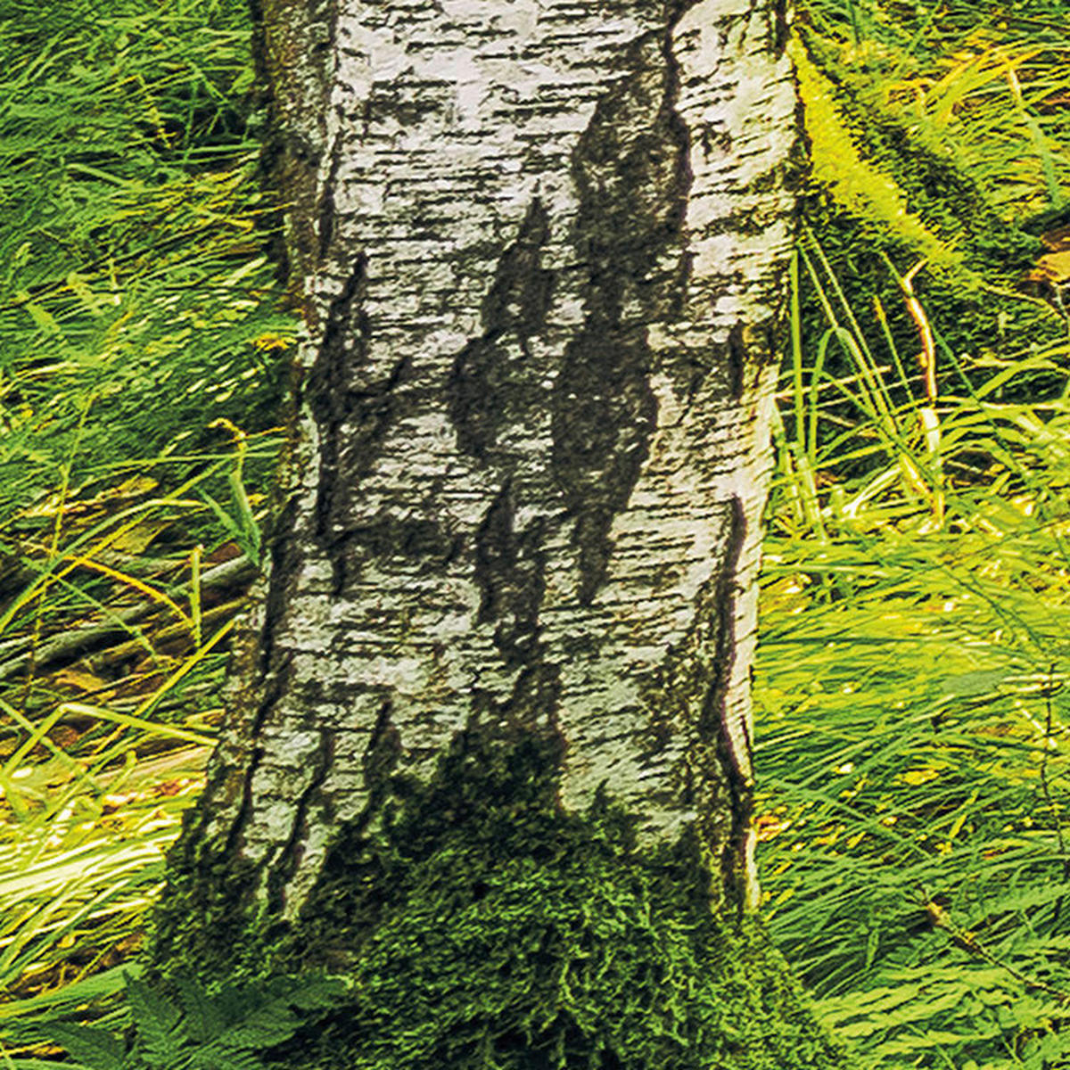 Komar Fototapete Birch Trees B/L: ca. 400x250 cm Birch Trees - (400,00/250,00cm) - Komar