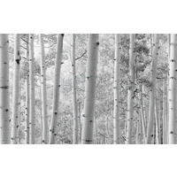 Komar Fototapete Espenwald B/L: ca. 450x280 cm Espenwald - (450,00/280,00cm) - Komar