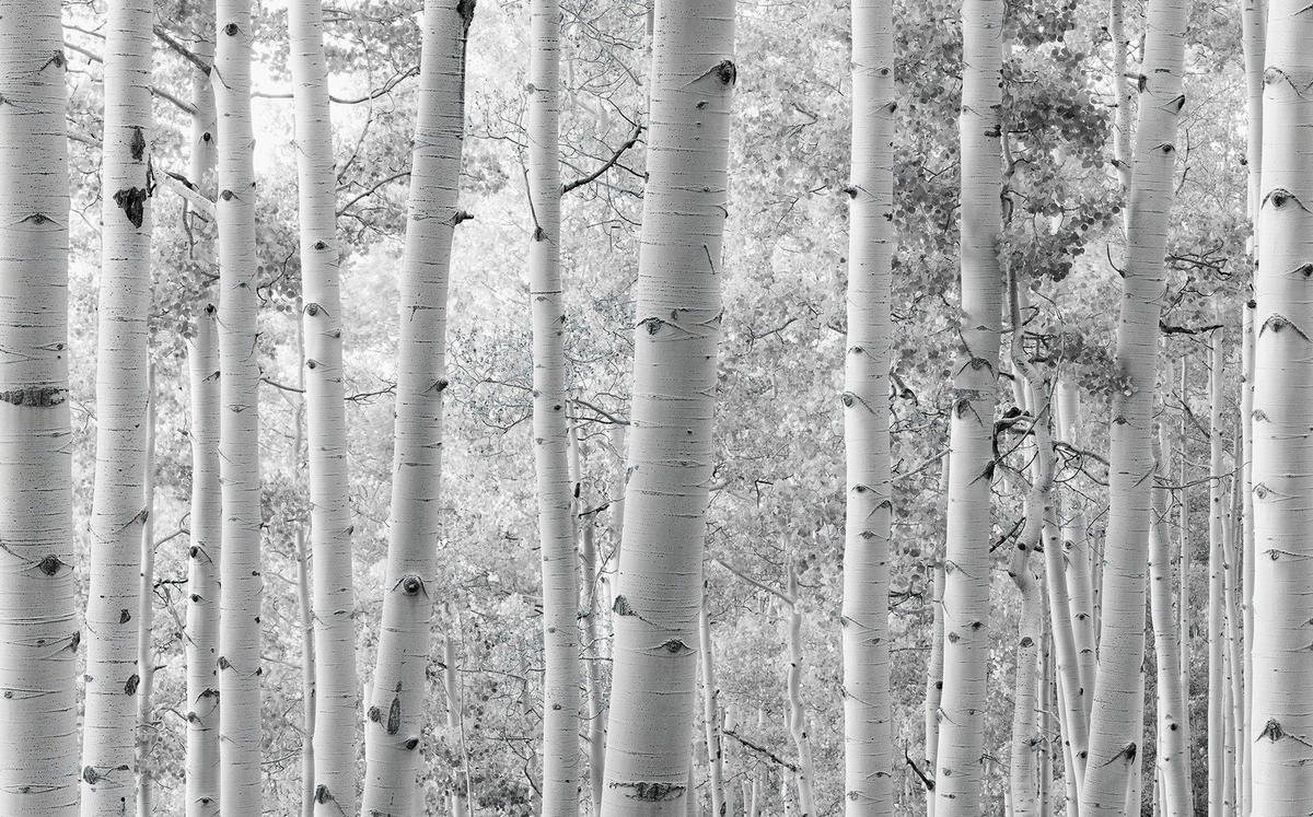 Komar Fototapete Espenwald B/L: ca. 450x280 cm Espenwald - (450,00/280,00cm) - Komar