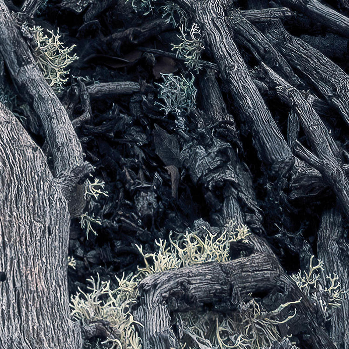 Komar Fototapete Flowering Tales B/L: ca. 200x280 cm Flowering Tales - (200,00/280,00cm) - Komar