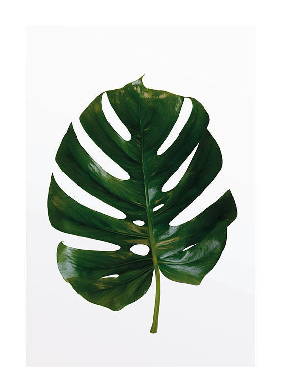 Komar Poster Monstera Leaf Pflanzen B/L: ca. 50x70 cm günstig online kaufen