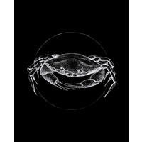 Komar Poster Crab Black Tiere B/L: ca. 40x50 cm Crab Black - (40,00/50,00cm) - Komar