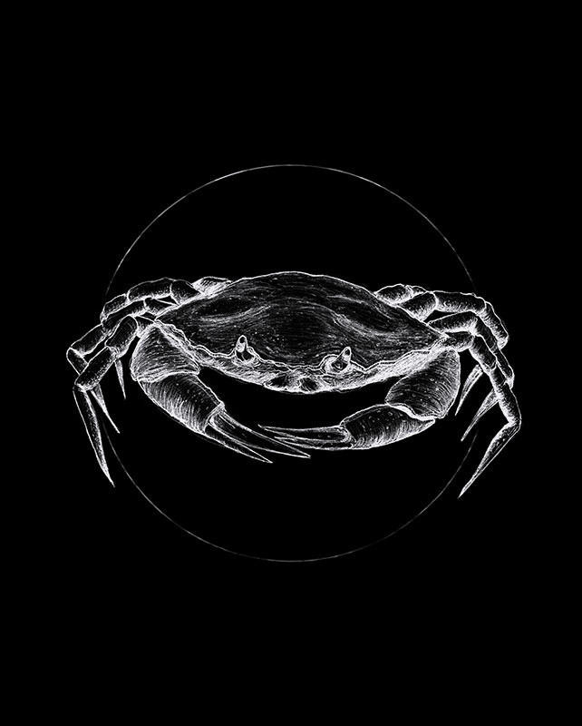 Komar Wandbild Crab Black Tiere B/L: ca. 40x50 cm günstig online kaufen