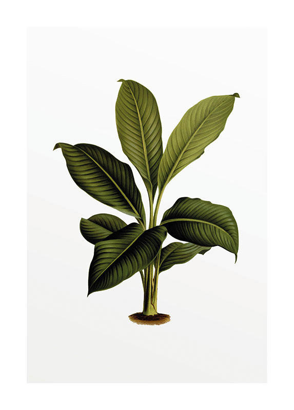 Komar Poster Elastica Leaf Pflanzen B/L: ca. 50x70 cm Elastica Leaf - (50,00/70,00cm) - Komar