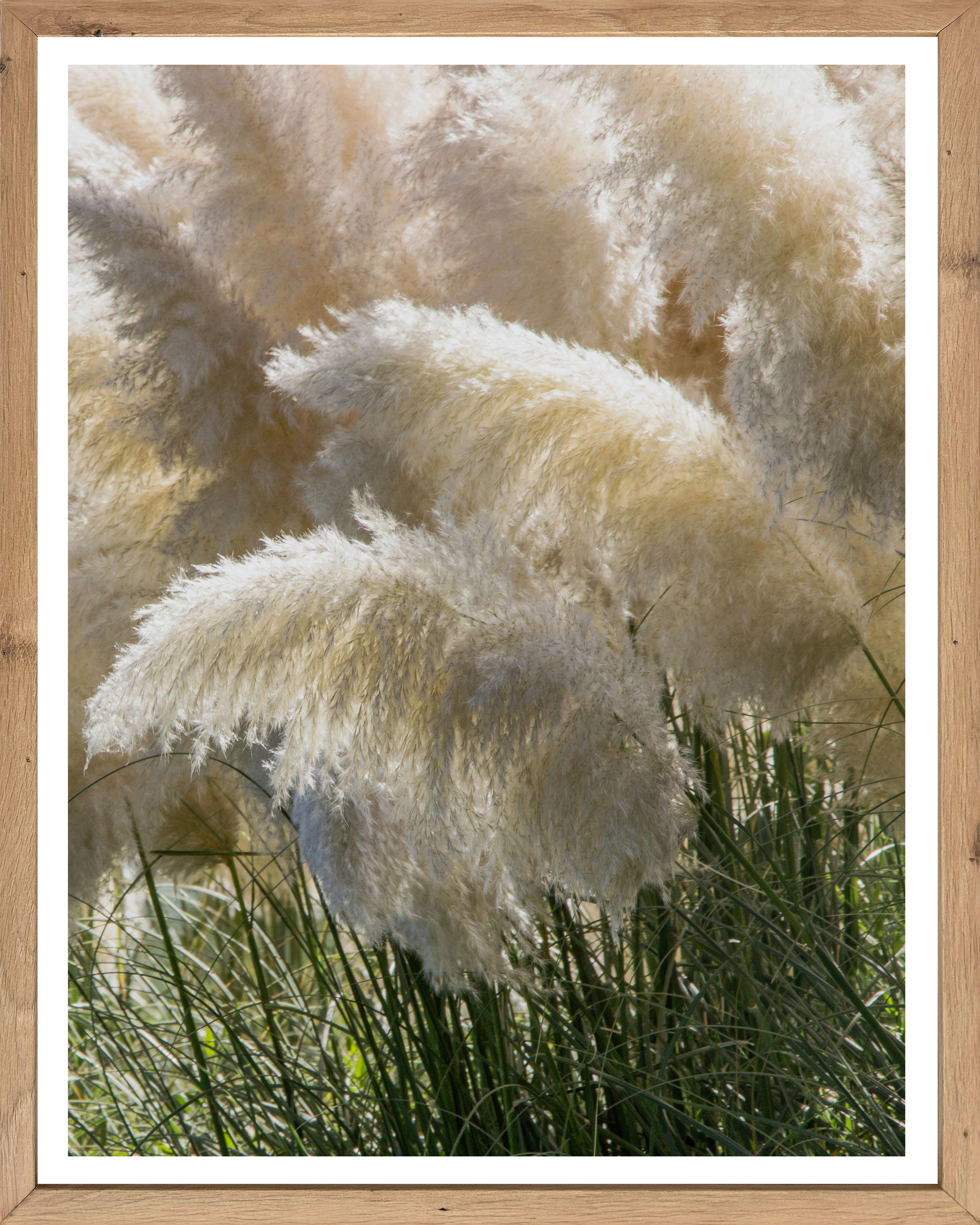 Gerahmtes Bild Pflanzen B/H: ca. 50x40 cm Bild_Cheb 40x50cm - (50,00/40,00cm)