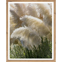 Gerahmtes Bild Pflanzen B/H: ca. 50x40 cm Bild_Cheb 40x50cm - (50,00/40,00cm)