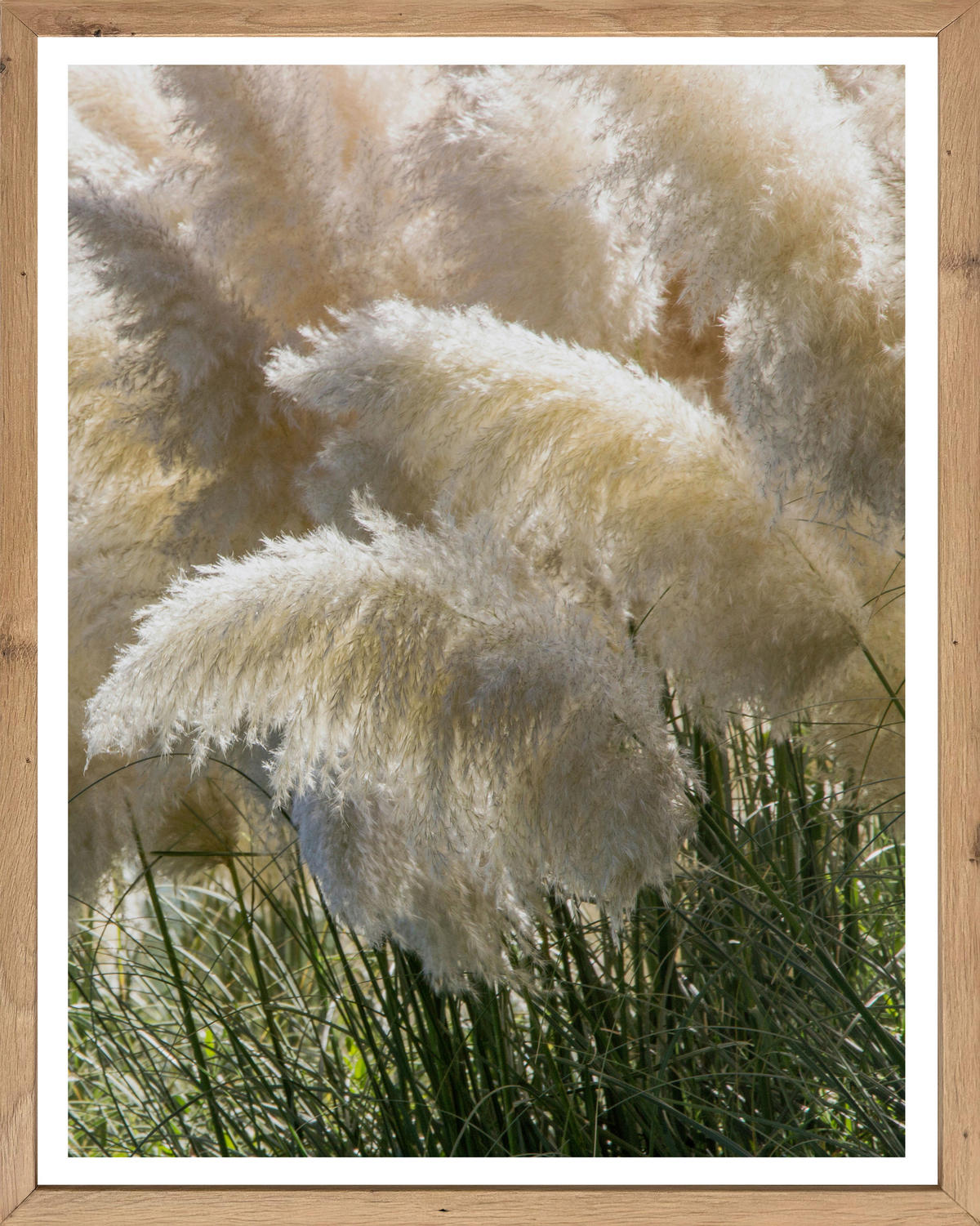 Gerahmtes Bild Pflanzen B/H: ca. 50x40 cm Bild_Cheb 40x50cm - (50,00/40,00cm)