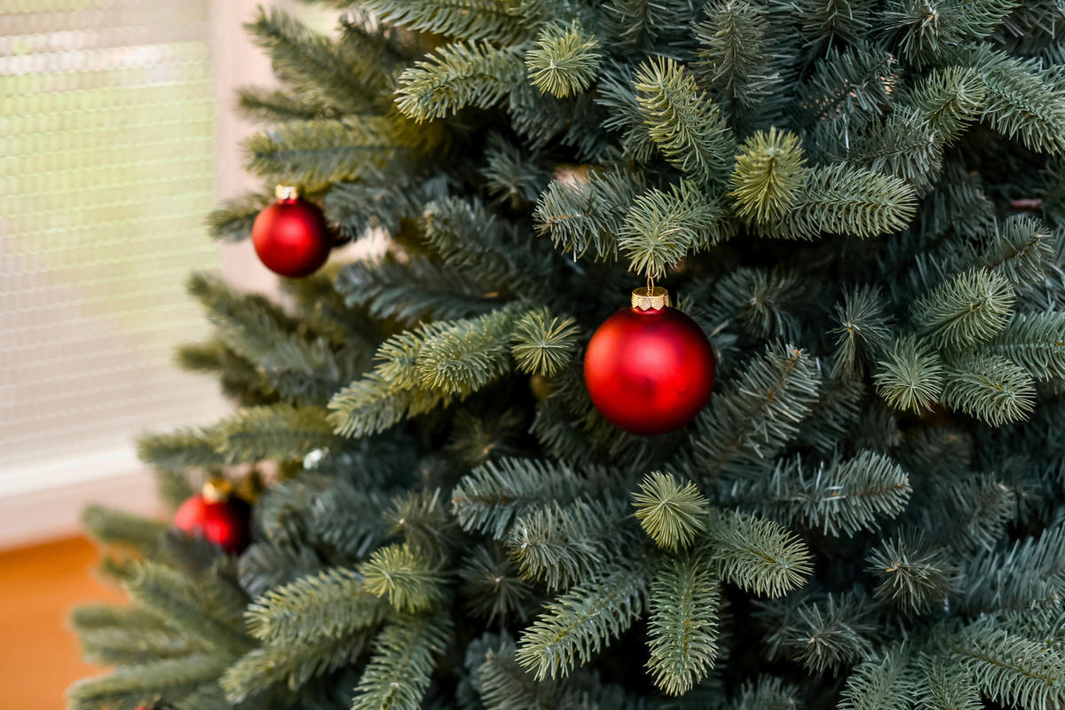 Evergreen Weihnachtsbaum Vermont Fichte Vermont Fichte - grün (160,00/160,00/240,00cm) - Evergreen