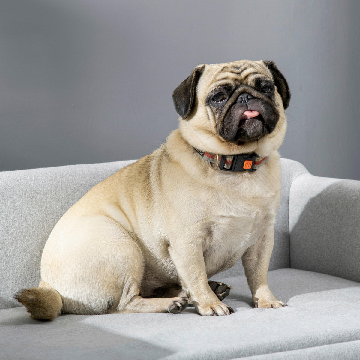 PawHut Hundesofa hellgrau Polyester B/H/L: ca. 82x36x54 cm Hundesofa - hellgrau (54,00/82,00/36,00cm) - PawHut