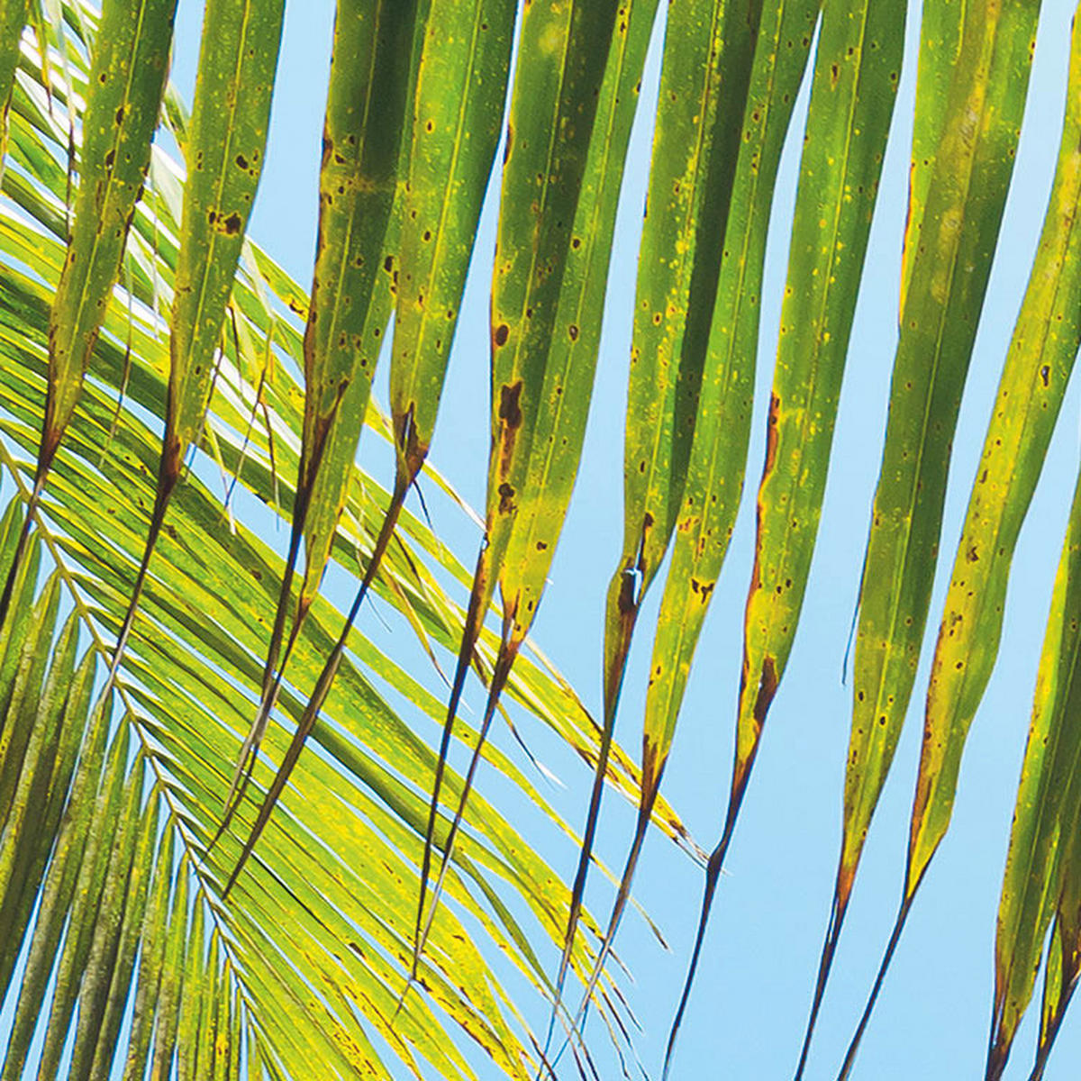 Komar Fototapete Under The Palmtree B/L: ca. 200x250 cm Under The Palmtree - (200,00/250,00cm) - Komar
