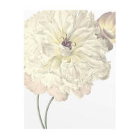 Komar Poster Illustration Dahlia Blumen B/L: ca. 40x50 cm Illustration Dahlia - (40,00/50,00cm) - Komar