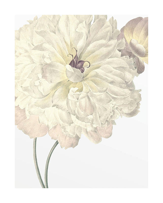 Komar Poster Illustration Dahlia Blumen B/L: ca. 40x50 cm