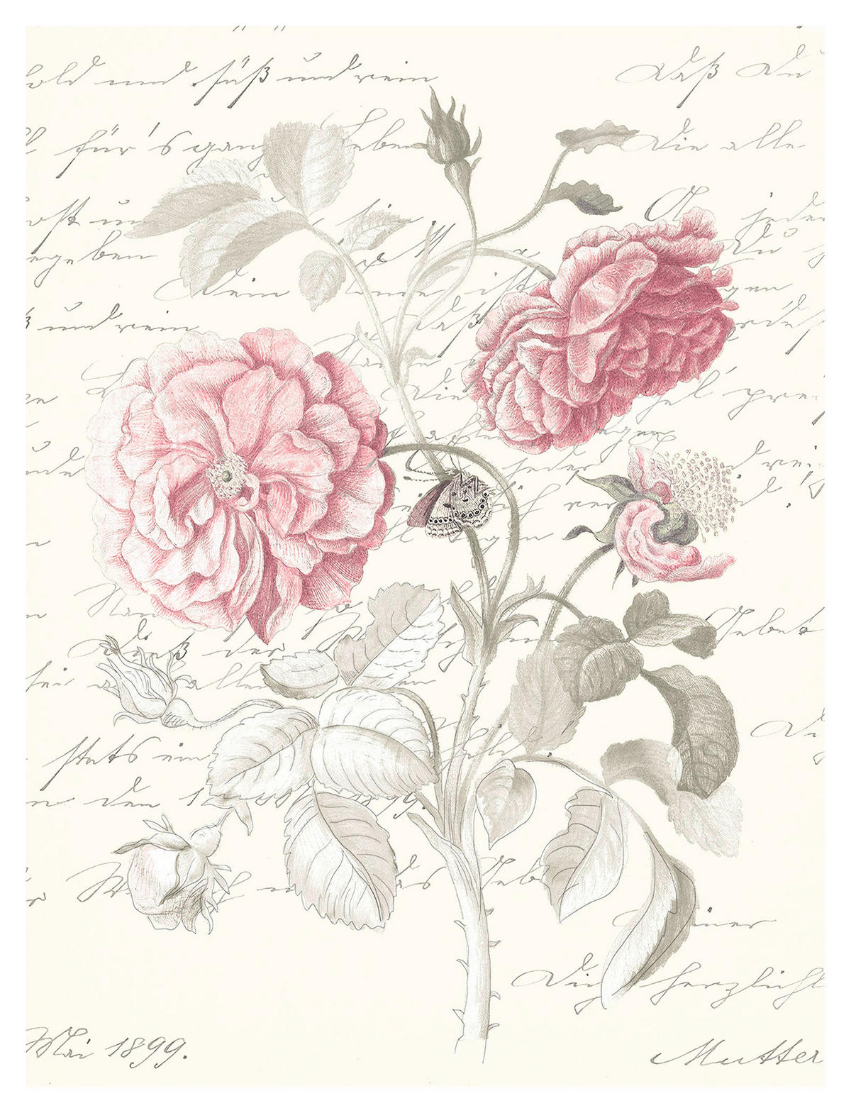 Komar Poster Poème Rose Rosen B/L: ca. 30x40 cm Poème Rose - (30,00/40,00cm) - Komar
