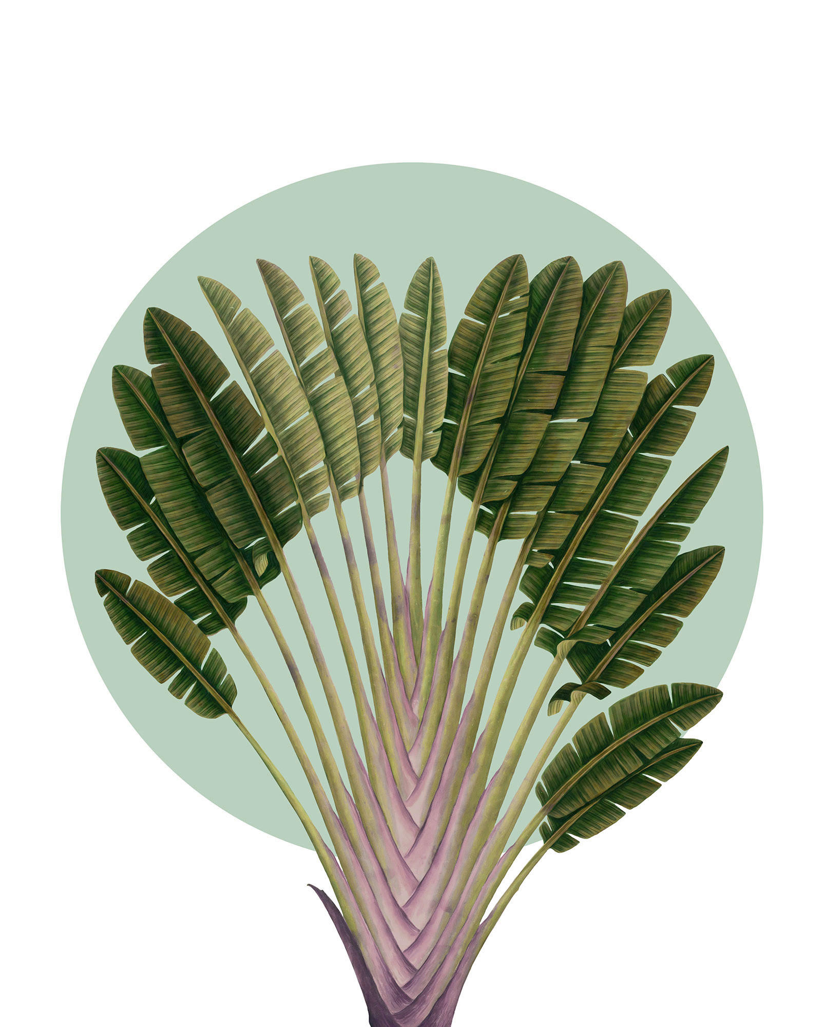 Komar Poster Botanical Garden Pinnate Palm Palmenblätter B/L: ca. 40x50 cm günstig online kaufen