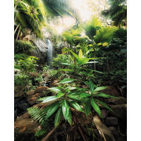 Komar Fototapete Spirit B/L: ca. 200x250 cm Spirit - (200,00/250,00cm) - Komar