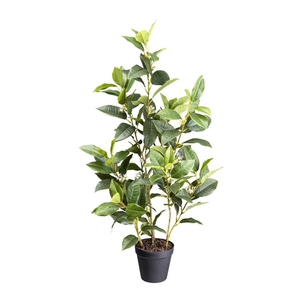 Kunstpflanze Osmanthus grün Kunststoff B/H/L: ca. 19x59x19 cm Osmanthus - grün (19,00/19,00/59,00cm)