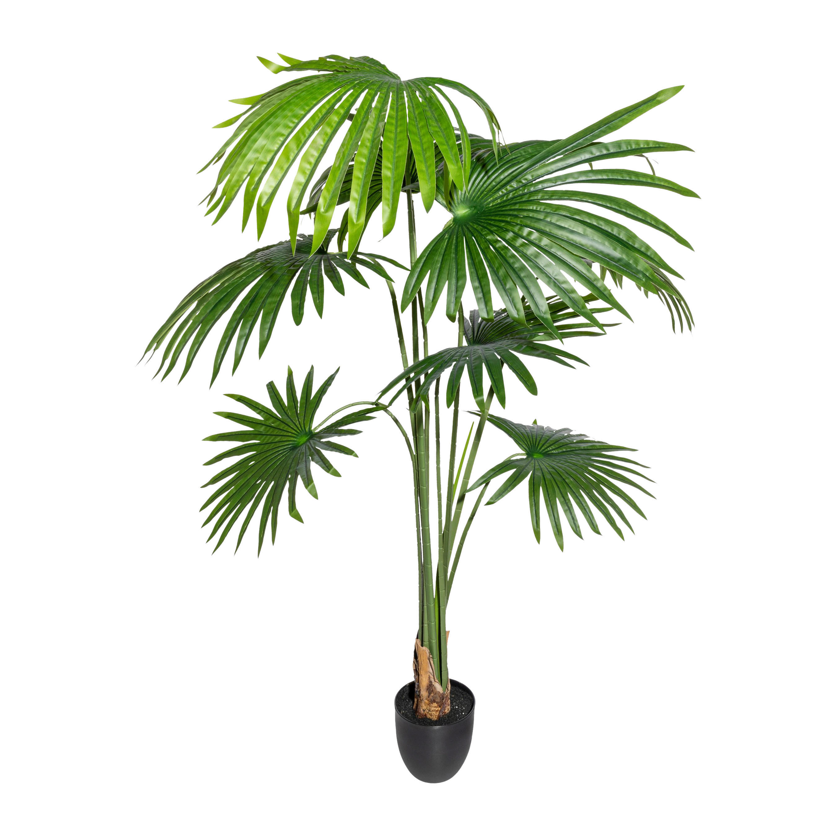 Kunstpflanze Washingtonia grün Kunststoff B/H/L: ca. 25x150x25 cm Washingtonia - grün (25,00/25,00/150,00cm)