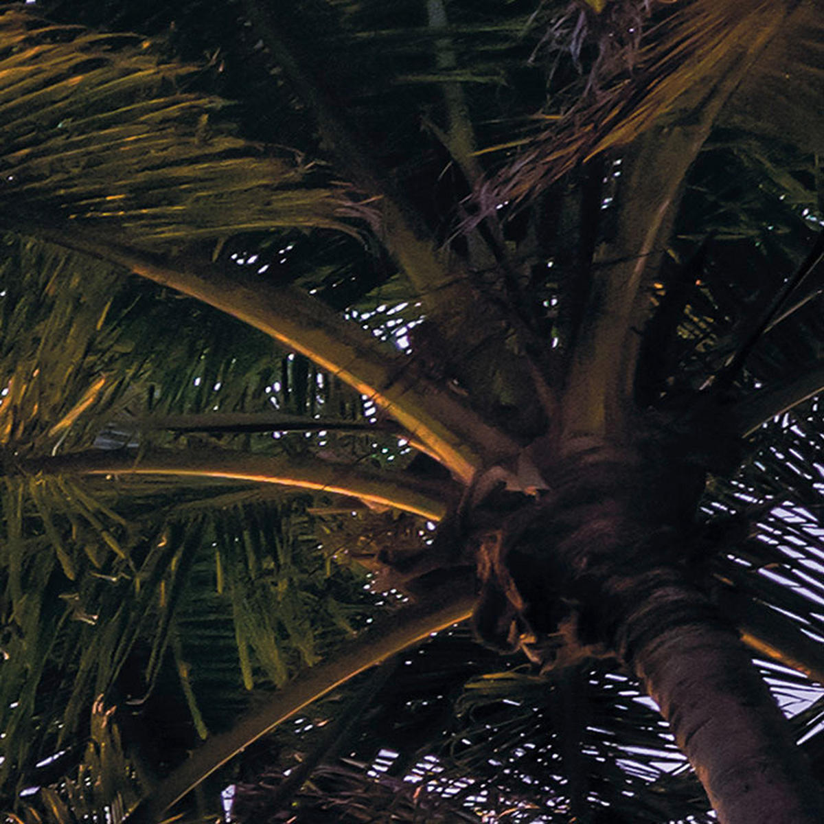 Komar Fototapete Palmtrees on Beach B/L: ca. 200x250 cm Palmtrees on Beach - (200,00/250,00cm) - Komar
