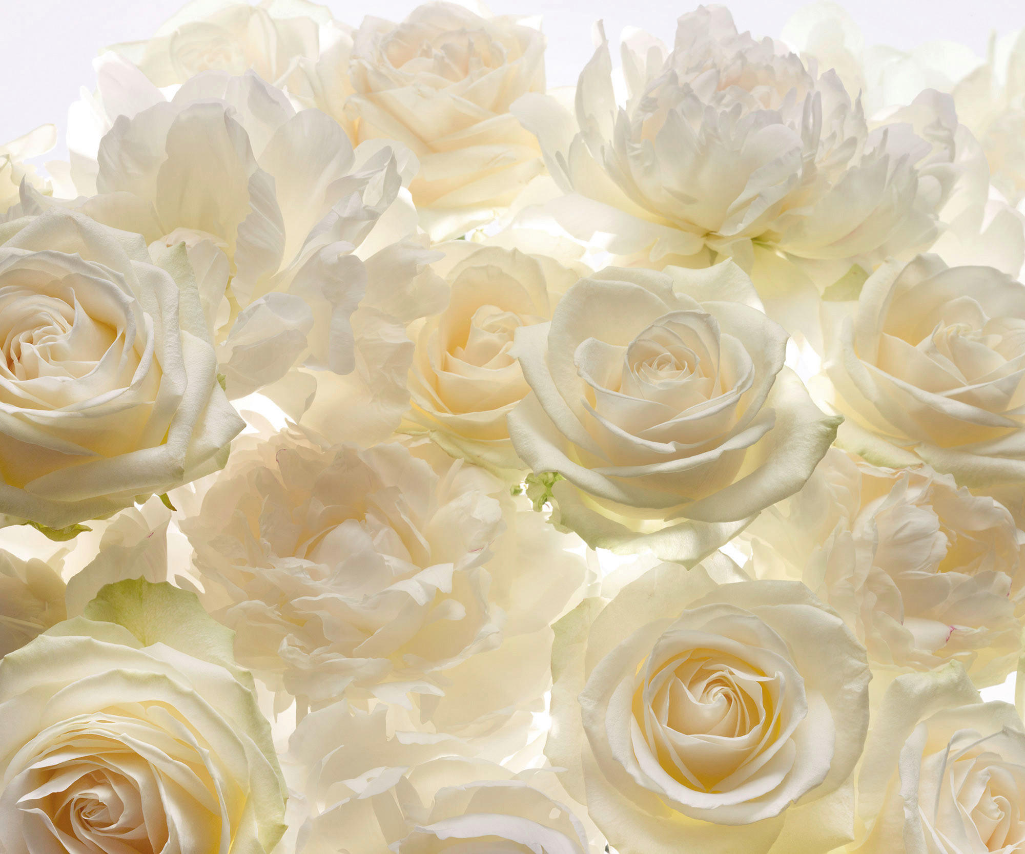 Komar Fototapete Shalimar B/L: ca. 300x250 cm Shalimar - (300,00/250,00cm) - Komar