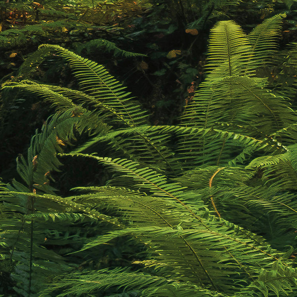 Komar Fototapete Goblins Woods B/L: ca. 250x280 cm Goblins Woods - (250,00/280,00cm) - Komar