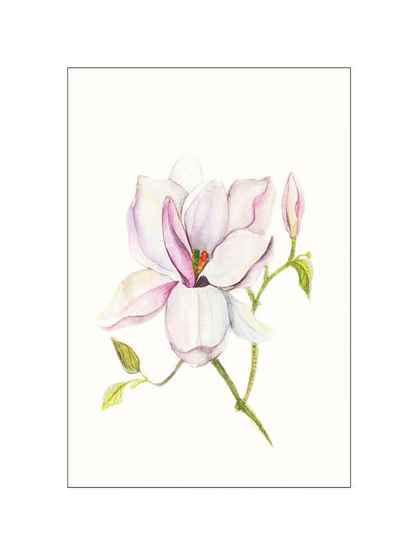 Komar Poster Magnolia Shine Magnolie B/L: ca. 30x40 cm