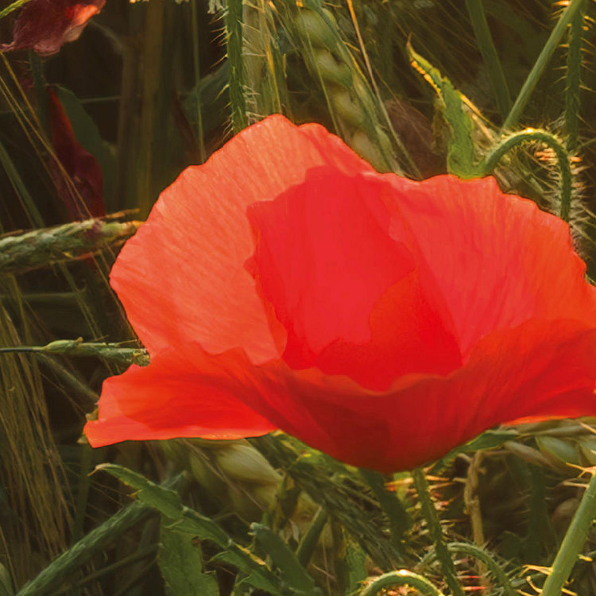 Komar Fototapete Poppy World B/L: ca. 250x280 cm Poppy World - (250,00/280,00cm) - Komar