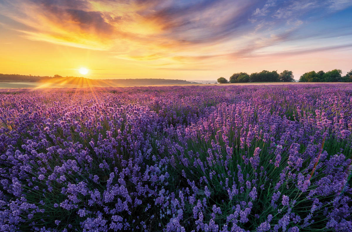 Keilrahmenbild Sonnenuntergang B/H: ca. 118x78 cm Keilrahmenbild 78x118cm - (118,00/78,00cm)