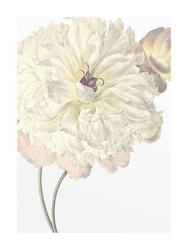 Komar Poster Illustration Dahlia Blume B/L: ca. 30x40 cm günstig online kaufen