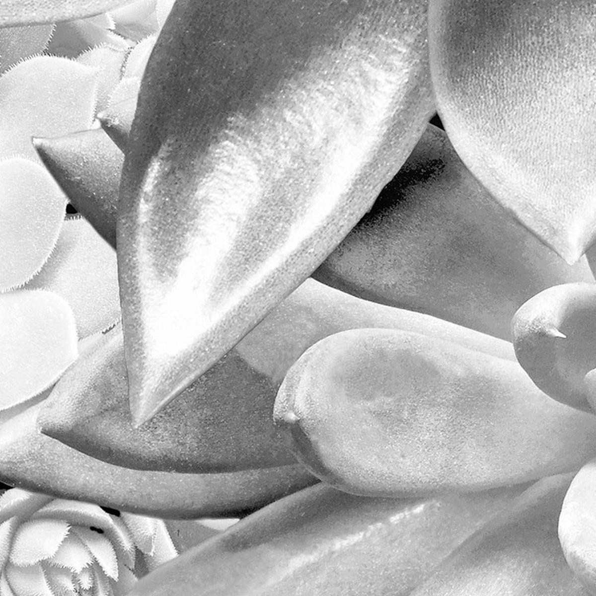 Komar Fototapete Echeveria D: ca. 125 cm Echeveria - (125,00cm) - Komar