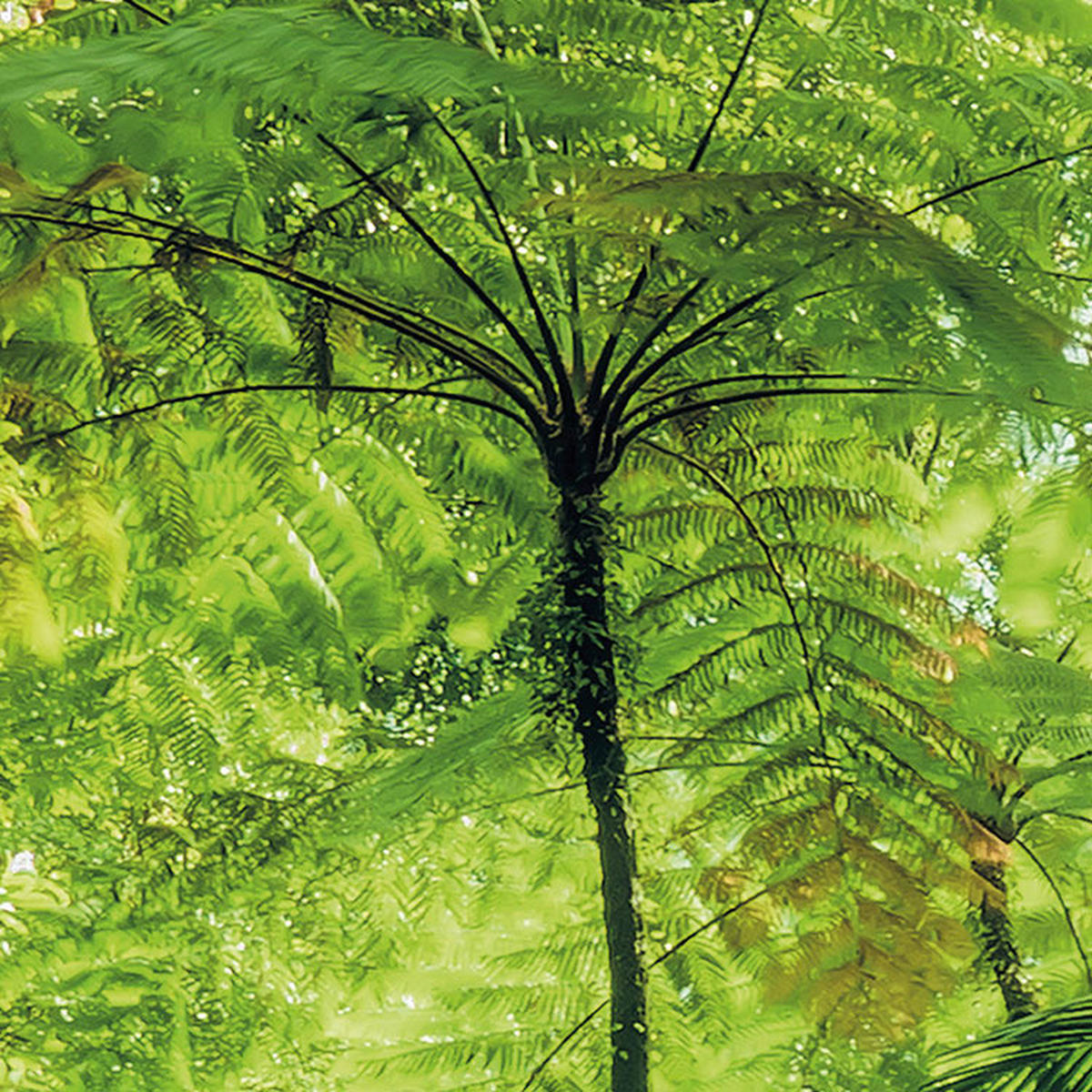 Komar Fototapete Into The Jungle B/L: ca. 400x250 cm Into The Jungle - (400,00/250,00cm) - Komar