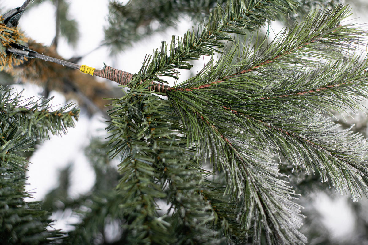 Evergreen Weihnachtsbaum Cedar Kiefer grün PVC B/H: ca. 114x210 cm Cedar Kiefer - grün (114,00/210,00cm) - Evergreen