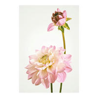 Komar Poster Dahlia Blumen B/L: ca. 50x70 cm Dahlia - (50,00/70,00cm) - Komar