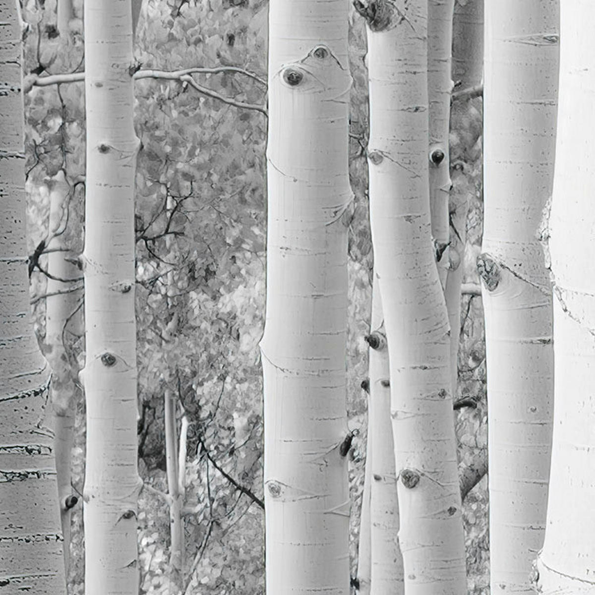 Komar Fototapete Espenwald B/L: ca. 450x280 cm Espenwald - (450,00/280,00cm) - Komar
